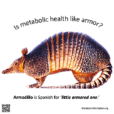 metabolic health lean mass hyper responder